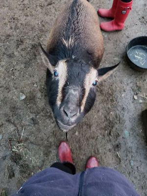  at A Home for Hooves Farm Sanctuary in Duncan