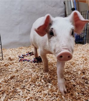  at A Home for Hooves Farm Sanctuary in Duncan