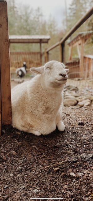  at A Home for Hooves Farm Sanctuary in Duncan