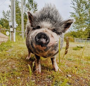  at A Home for Hooves Farm Sanctuary in Duncan