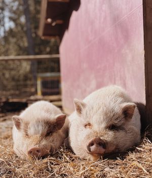 at A Home for Hooves Farm Sanctuary in Duncan