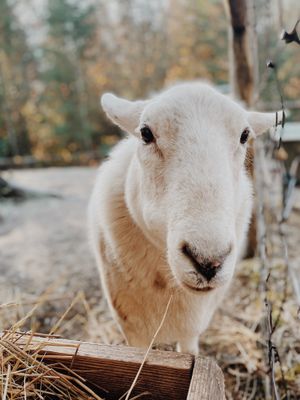  at A Home for Hooves Farm Sanctuary in Duncan