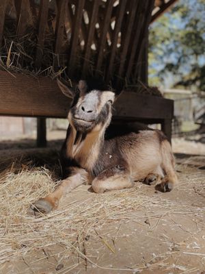  at A Home for Hooves Farm Sanctuary in Duncan