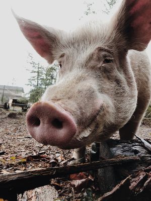  at A Home for Hooves Farm Sanctuary in Duncan