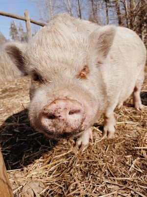  at A Home for Hooves Farm Sanctuary in Duncan