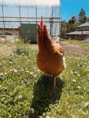  at A Home for Hooves Farm Sanctuary in Duncan