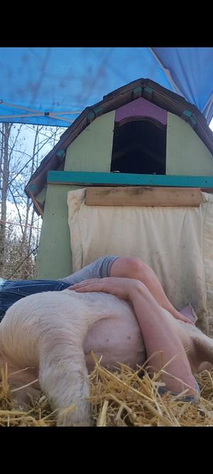  at A Home for Hooves Farm Sanctuary in Duncan