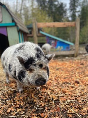  at A Home for Hooves Farm Sanctuary in Duncan