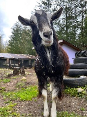  at A Home for Hooves Farm Sanctuary in Duncan