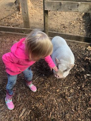 My niece meeting Winston. If you want to give a pig a belly rub, Winston will happily volunteer.  at A Home for Hooves Farm Sanctuary in Duncan