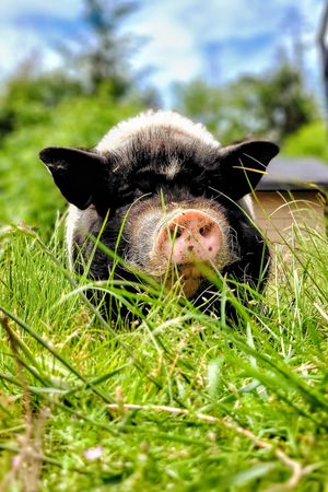  at A Home for Hooves Farm Sanctuary in Duncan