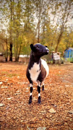  at A Home for Hooves Farm Sanctuary in Duncan