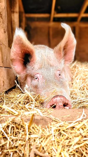  at A Home for Hooves Farm Sanctuary in Duncan