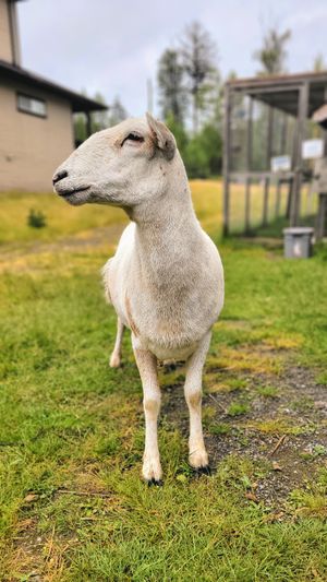  at A Home for Hooves Farm Sanctuary in Duncan