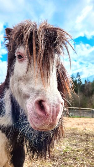  at A Home for Hooves Farm Sanctuary in Duncan
