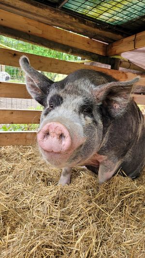  at A Home for Hooves Farm Sanctuary in Duncan