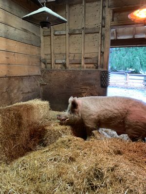 Cyrus choosing his bedding at A Home for Hooves Farm Sanctuary in Duncan