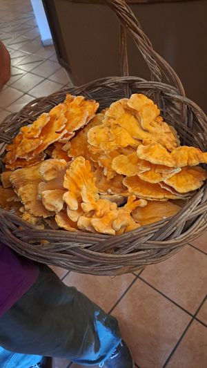 Funghi di carrubo at Radici in Foggia