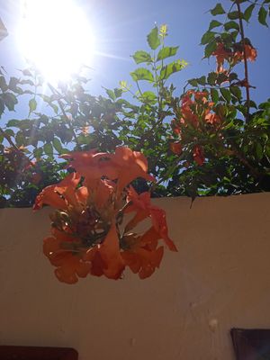 Beautiful yard flowers at The Walk Inn in Rhodes