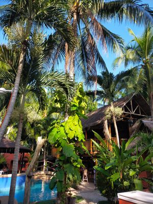  at Vedge Bohol in Panglao