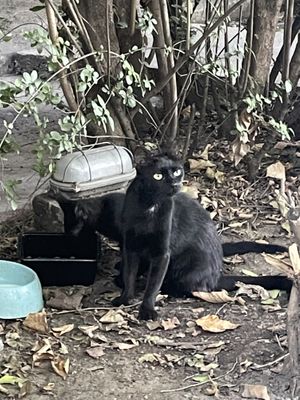 Cute cat  at Radost Fina Kuhinjica in Belgrade