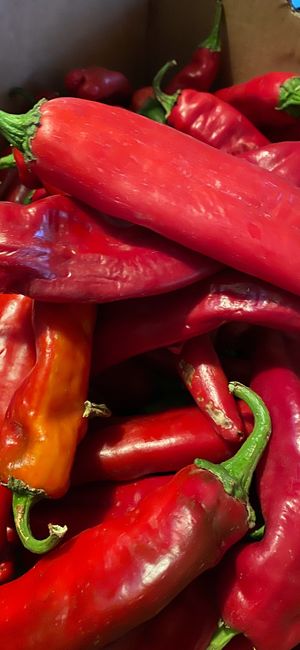 Hatch Chili at The Taco Shoppe in Government Camp