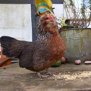🐔esmeralda at Begegnungshof In der Espe in Hattingen