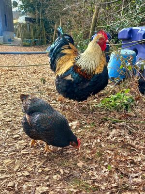 🐓laurin & 🐔🤎ria or hanne (can't tell them apart;-;) at Begegnungshof In der Espe in Hattingen