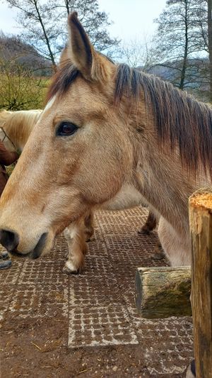 🐎pedro at Begegnungshof In der Espe in Hattingen