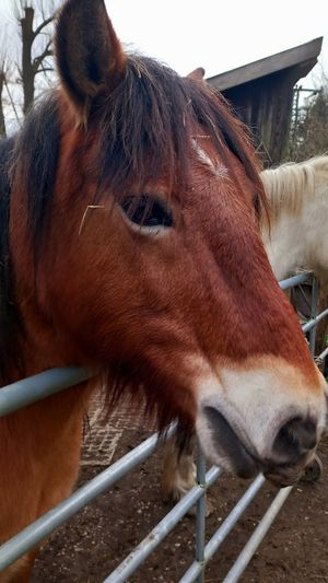 🐎melvin at Begegnungshof In der Espe in Hattingen