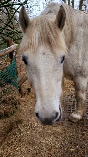 🐎shadow at Begegnungshof In der Espe in Hattingen
