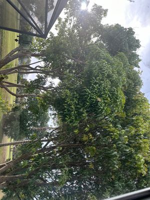   at Brigitte's Tropical Vegan Oasis in Royal Palm Beach