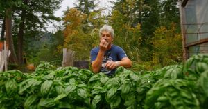 Aldo's basil for his incredible vegan pesto at La Trattoria Italiana in Madeira Park