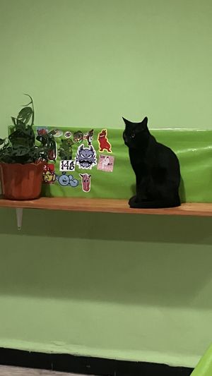   at Guak-Mole in Puebla