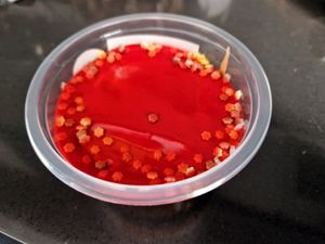  at El Vegan's in Sabadell