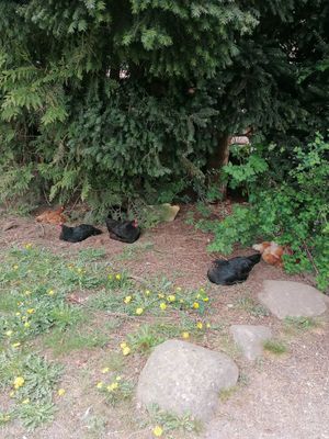 Hühner neben dem Café at Gartencafé Wiligrad in Luebstorf