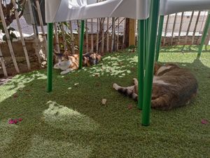 Cats living here at Gato Bar in Capileira