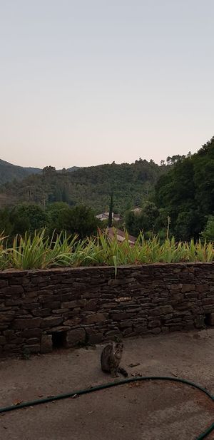 L'un des nombreux chats at Le Chateau de Cambiaire in Saint-etienne-vallee-francaise