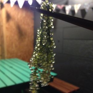 sea grapes at Ukishima Garden in Naha