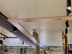   at Katzentempel - Freiburg in Freiburg