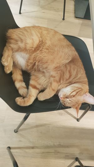  at Katzentempel - Freiburg in Freiburg