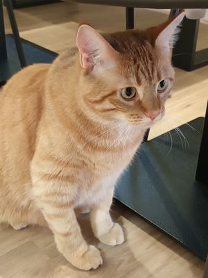  at Katzentempel - Freiburg in Freiburg