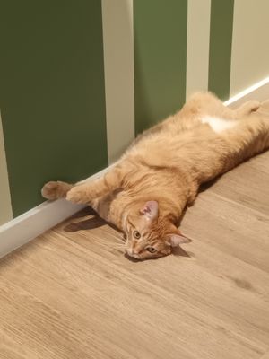  at Katzentempel - Freiburg in Freiburg