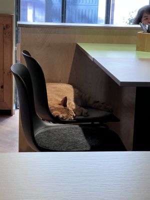   at Katzentempel - Freiburg in Freiburg