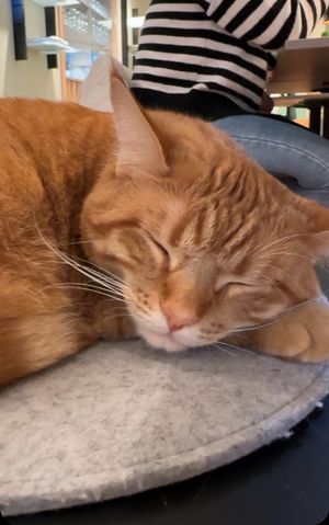 Asahi   at Katzentempel - Freiburg in Freiburg