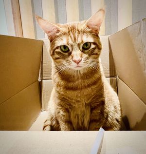 Empangskatze  at Katzentempel - Freiburg in Freiburg