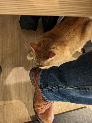  at Katzentempel - Freiburg in Freiburg