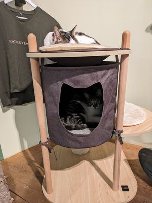  at Katzentempel - Freiburg in Freiburg