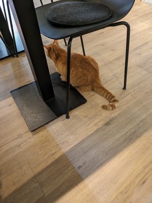  at Katzentempel - Freiburg in Freiburg