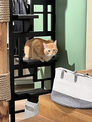 One of the cats  at Katzentempel - Freiburg in Freiburg